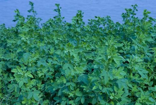 耐堿性牧草草種推薦---草木犀,種植方法是什么 耐堿性牧草草種推薦---草木犀,種植方法是什么