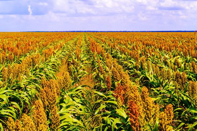 甜高粱怎么栽培?甜高粱科學栽培技術(shù)是什么! 甜高粱怎么栽培?甜高粱科學栽培技術(shù)是什么!