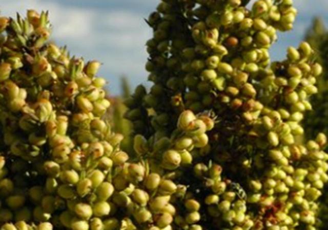 甜高梁種植技巧是什么，如何產(chǎn)量高