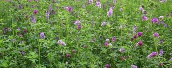 紫花苜蓿草如何種植,紫花苜蓿種植需要幾個(gè)步驟? 紫花苜蓿草如何種植,紫花苜蓿種植需要幾個(gè)步驟?