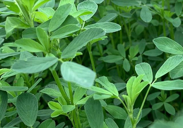 紫花苜蓿的高效栽培管理方法和加工技術(shù)