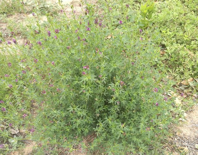 溫帶優(yōu)質(zhì)牧草——紫花苜蓿 溫帶優(yōu)質(zhì)牧草——紫花苜蓿