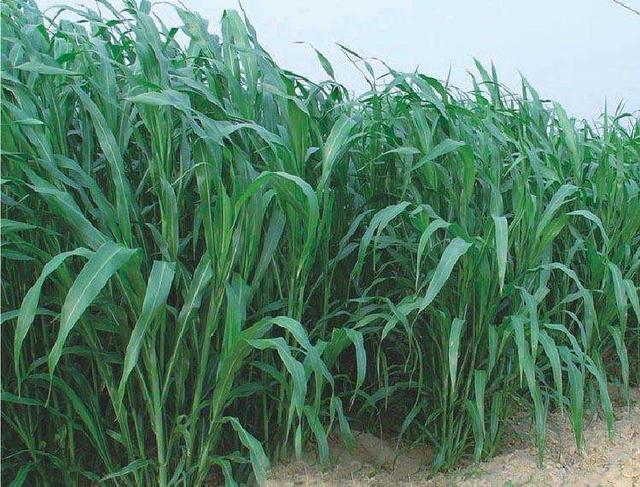 優質的牧草——蘇丹草，怎么種植可以高產