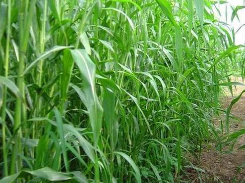 高粱與蘇丹草的結(jié)合,高丹草的優(yōu)勢(shì)有哪些 高粱與蘇丹草的結(jié)合,高丹草的優(yōu)勢(shì)有哪些