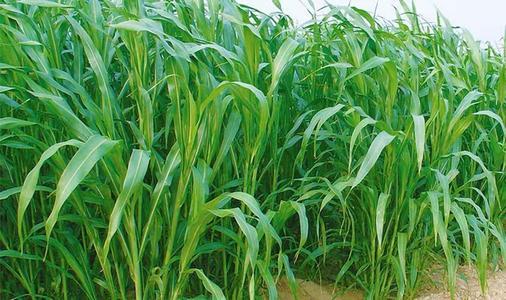 蘇丹草要如何種植，種植蘇丹草方法是什么