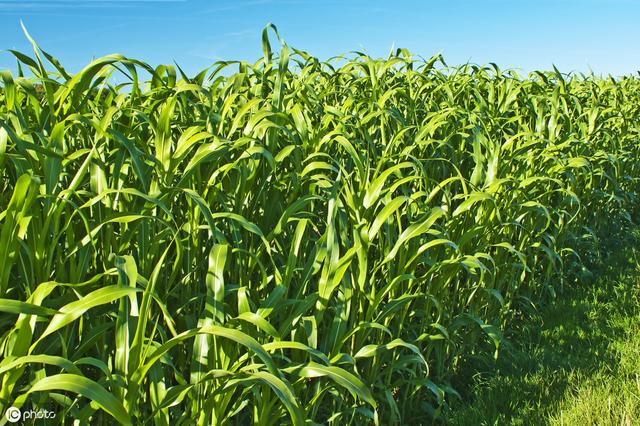 牛羊愛吃的蘇丹草，獲得高產量牧草需要這樣種植