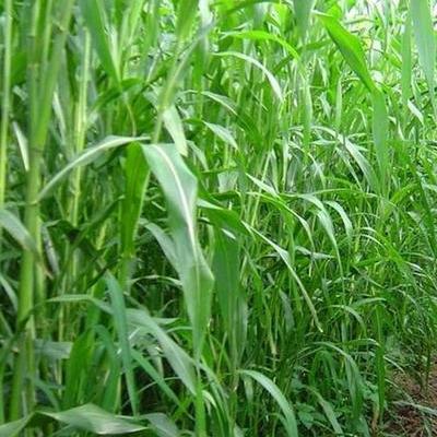 適合草食家畜良好的飼料,高丹草基本介紹 適合草食家畜良好的飼料,高丹草基本介紹