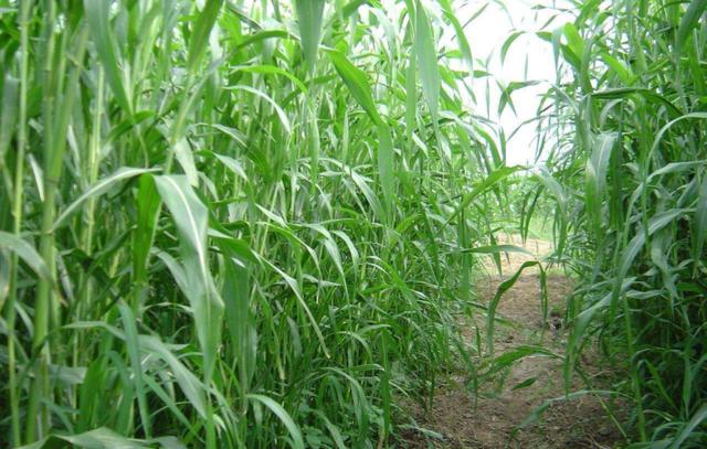 優質牧草——高丹草,種植高丹草種子如何高產? 優質牧草——高丹草,種植高丹草種子如何高產?