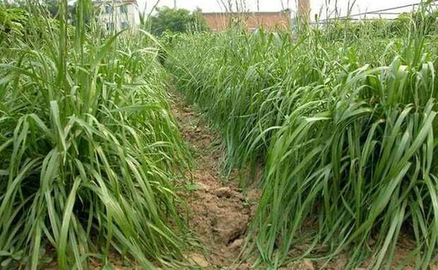 高丹草對環境有什么要求，在什么環境下存活