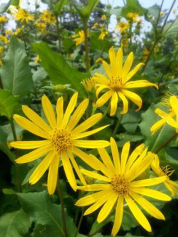 串葉松香草牧草——養畜禽種牧草選對品種很重要