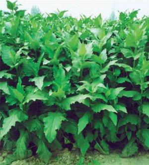 優(yōu)質(zhì)的牧草---串葉松香草，基本詳情介紹