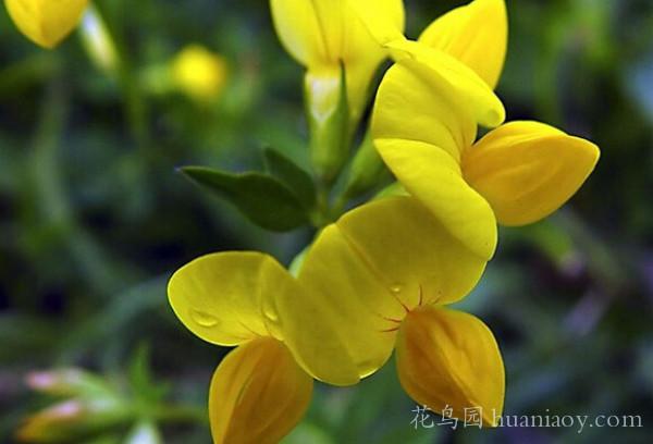 百脈根的養(yǎng)殖方法和播種市注意事項(xiàng) 百脈根的養(yǎng)殖方法和播種市注意事項(xiàng)