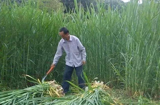 肉牛只喂象草可以嗎?有什么需要? 肉牛只喂象草可以嗎?有什么需要?