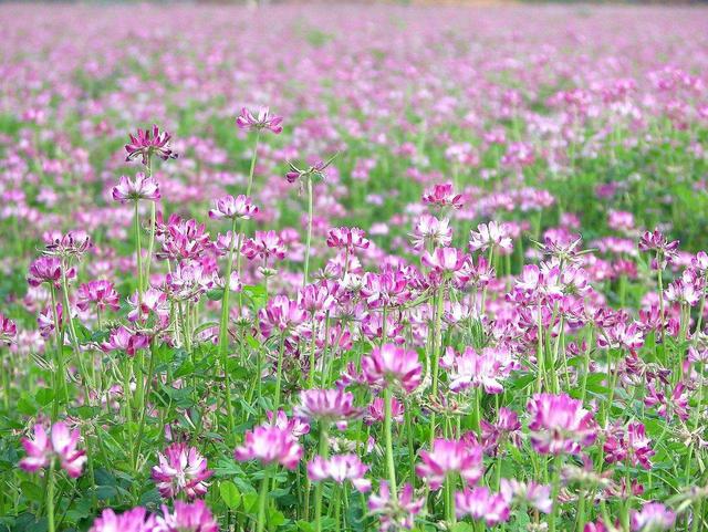 紫云英觀賞性價值高，作為飼料也有獨特的特點