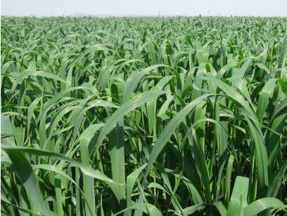 飼用燕麥牧草種子-科納 飼用燕麥牧草種子-科納