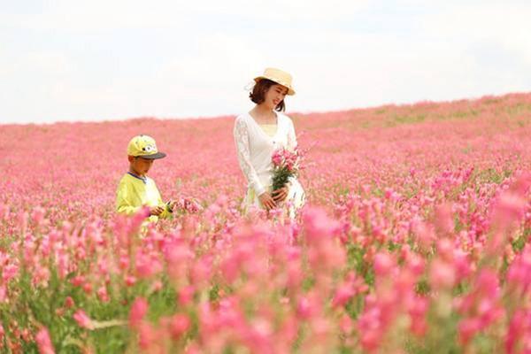 代替苜蓿的一種牧草！易養活，長的美，牲畜也愛吃