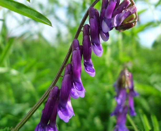 優(yōu)質(zhì)養(yǎng)蜂蜜源植物、牧草光葉紫花苕的種植技術(shù)