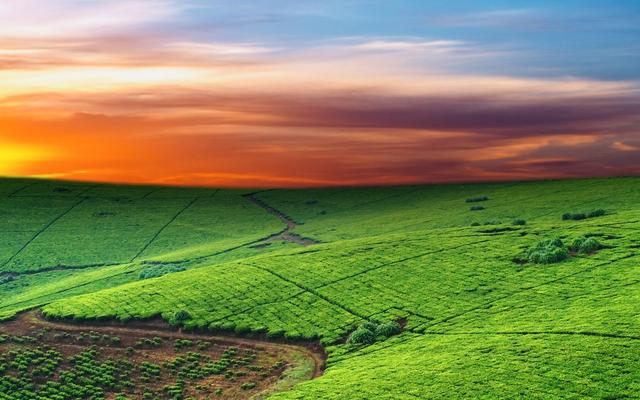 苦蕎種植技術(shù)詳情分析以及處理方法