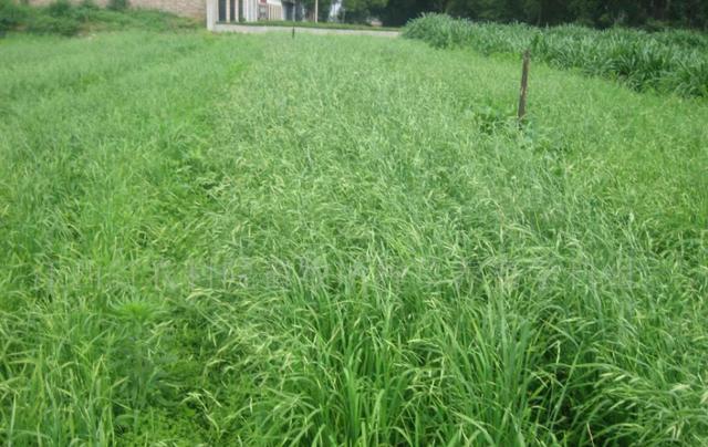 冬牧70黑麥草和黑麥草兩者有什么區別？