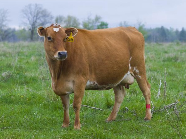 鹽堿地優質牧草對于肉牛飼養經濟價值