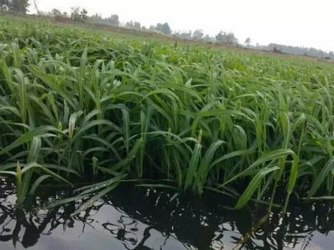 種植小米草的優勢在哪里?養殖小龍蝦怎么樣? 種植小米草的優勢在哪里?養殖小龍蝦怎么樣?