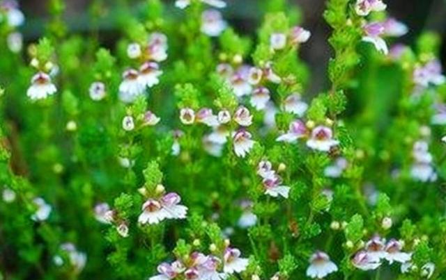 要想小米草種的好，要學會種植的技巧與方法