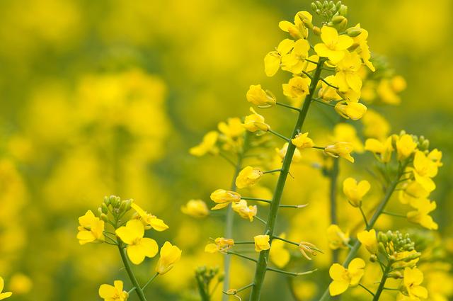 油菜籽的種植方法有哪些，有什么需要注意的？