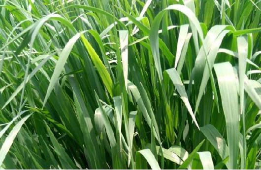 庭院草坪|院子里的天然草坪建植及養(yǎng)護(hù)方法