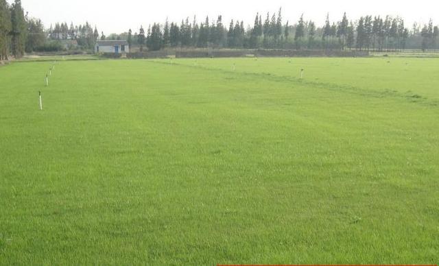 草坪種植養護技術 以及種植方法