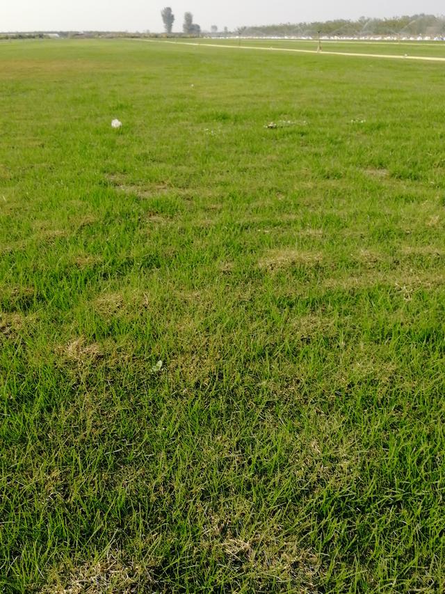 要想草坪長得好，草坪修剪也是必不可少的