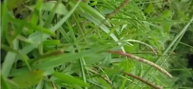 花園草坪的種植方法與養(yǎng)護管理經驗 花園草坪的種植方法與養(yǎng)護管理經驗