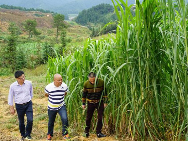 種植牧草需要注意的地方有很多，需要注意什么？