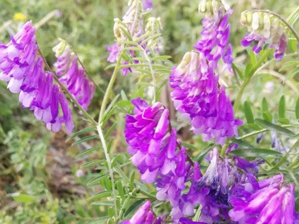 十種優(yōu)質牧草及其栽培技術與方法