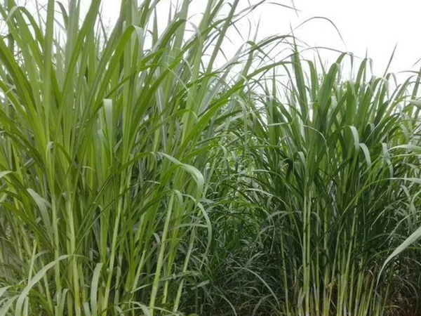 高產優質的幾種牧草有哪些