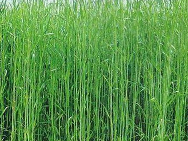 牧草要怎么種植比較好,有什么好的方法? 牧草要怎么種植比較好,有什么好的方法?