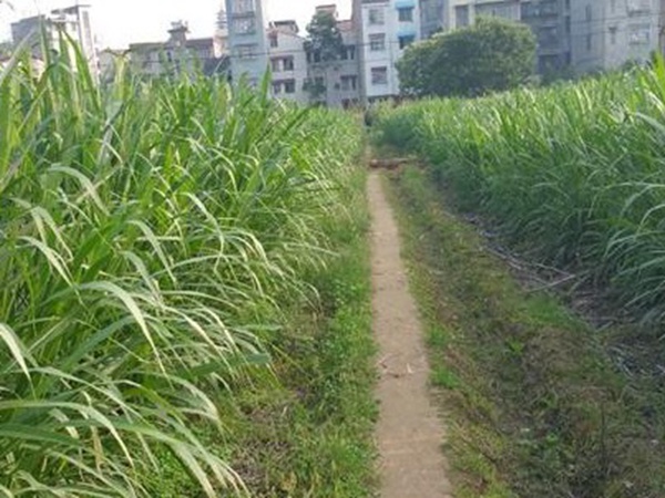 牧草養(yǎng)豬技術(shù)有什么需要注意的，牧草種植方法有哪些？