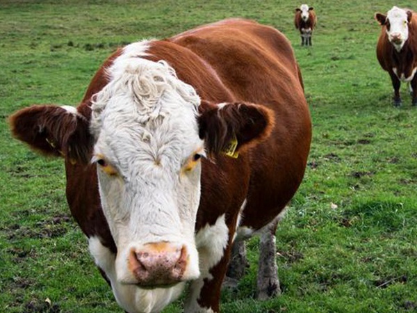 最適合養牛的四種牧草有哪些