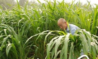養(yǎng)殖戶注意了,土雞愛吃的八大牧草,有什么需要注意的? 養(yǎng)殖戶注意了,土雞愛吃的八大牧草,有什么需要注意的?