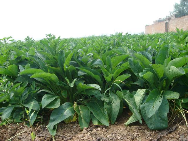 養(yǎng)殖戶注意了,土雞愛吃的八大牧草,有什么需要注意的? 養(yǎng)殖戶注意了,土雞愛吃的八大牧草,有什么需要注意的?