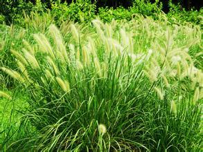 養(yǎng)殖戶注意了,土雞愛吃的八大牧草,有什么需要注意的? 養(yǎng)殖戶注意了,土雞愛吃的八大牧草,有什么需要注意的?