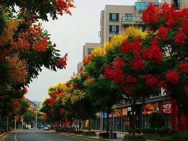 車桑子基本詳情介紹以及一車桑子的插花作品 車桑子基本詳情介紹以及一車桑子的插花作品
