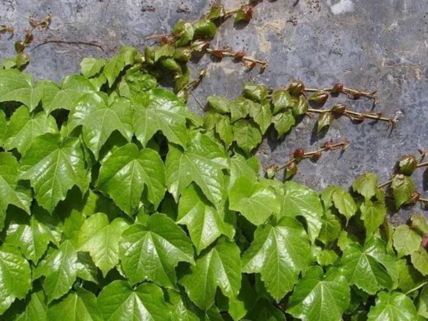 爬山虎如何種，爬山虎種植方法有哪些？