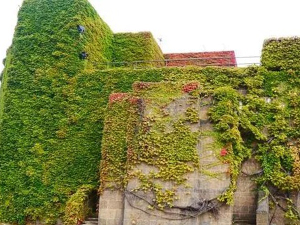 爬山虎如何種，爬山虎種植方法有哪些？