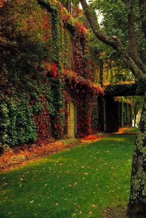 種植一墻爬山虎，收貨一夏清涼！