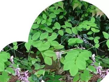 護(hù)坡灌木——多花木蘭栽培要點(diǎn) 護(hù)坡灌木——多花木蘭栽培要點(diǎn)