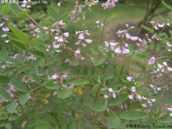 護(hù)坡灌木——多花木蘭栽培要點(diǎn) 護(hù)坡灌木——多花木蘭栽培要點(diǎn)