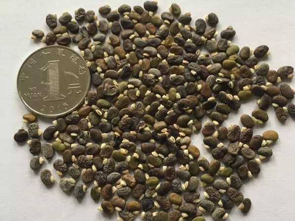 常綠灌木種子—山毛豆形態特征以及播種時間 常綠灌木種子—山毛豆形態特征以及播種時間