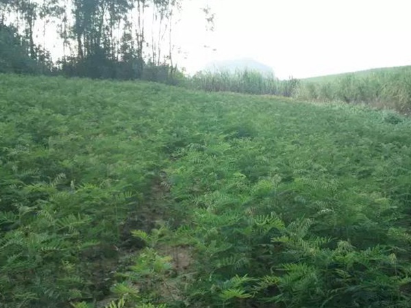 山毛豆的栽培技術(shù)以及播種前準(zhǔn)備工作