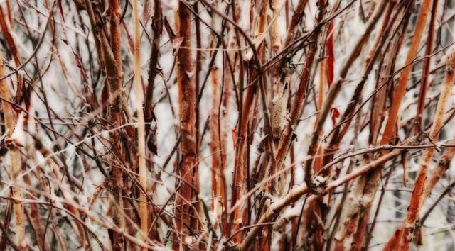 荊條的主要價(jià)值以及種植管理技術(shù)介紹 荊條的主要價(jià)值以及種植管理技術(shù)介紹