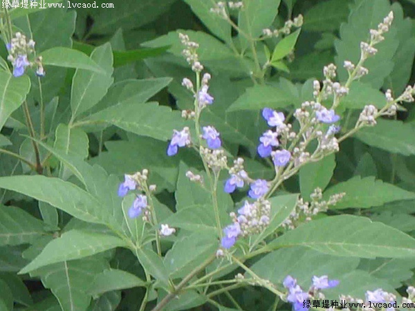 如何提高荊條的種植效益？有什么需要注意的？